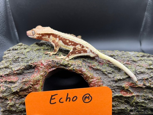 Echo, Male Lily White Crested Gecko