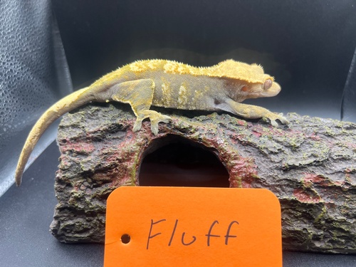 Fluff, Female Harlequin Crested Gecko