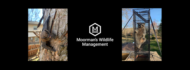 Moorman's Wildlife Management