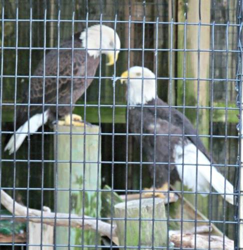 American Bald Eagles at Peace River Wildlife Sanctuary