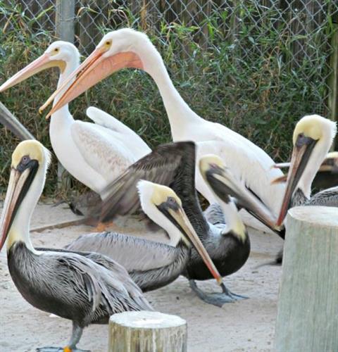 Pelicans at  Peace River Wildlife Sanctuary
