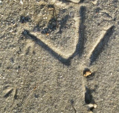 Footprints in the sand Ponce de Leon Park 