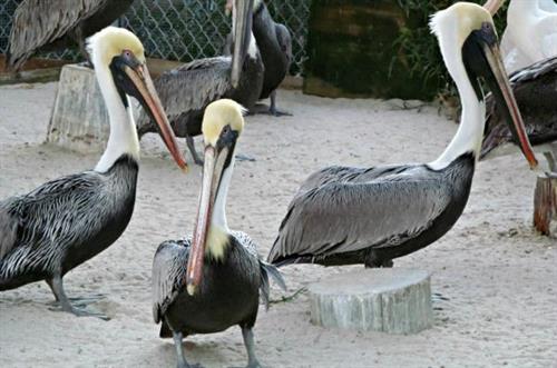 Pelicans at  Peace River Wildlife Sanctuary