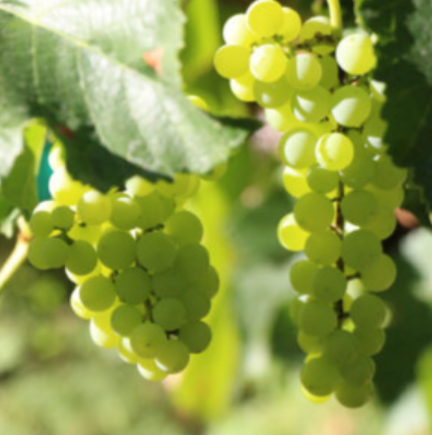 Vineyard Grapes