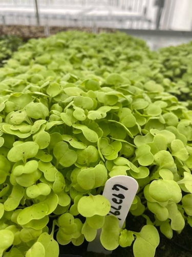 Gallery Image worldwide%20aquaponics%204.jpg Gallery Image worldwide%20aquaponics%204.jpg