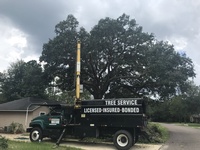 David Wilks Tree & Lawn Service