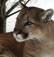 Charlie the Cougar