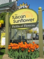 The Tuscan Sunflower