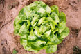Gallery Image lettuce.jpg