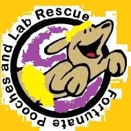 FORTUNATE POOCHES AND LAB RESCUE 