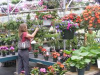 Selecting plants in the greenhouse