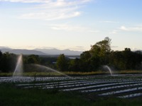 irrigating the strawberry crop