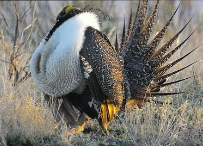 Gallery Image Idaho%20Fish%202.PNG