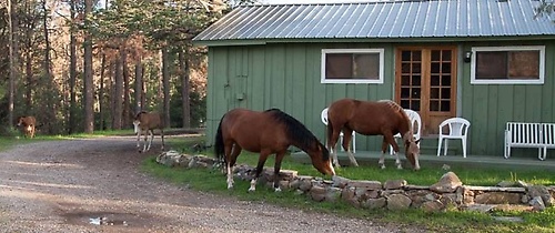 Visiting Horses 
