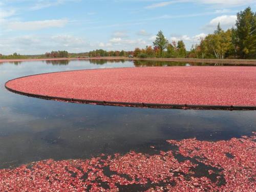 Harvested Cranberries