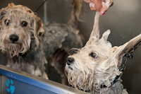 Who loves a sPAW day!?!?!  Baths and nail trims available.