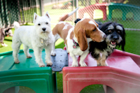 Campers play with other pooches their size