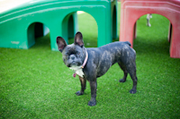 Outdoor play equipment and pup pools in warm weather