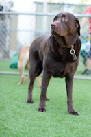 Indoor/Outdoor All-Day Play, featuring our new Pet Turf!  