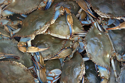Gallery Image bushel-blue-crab.jpg