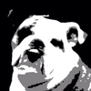 Bulldog Pools Bulldog Pools