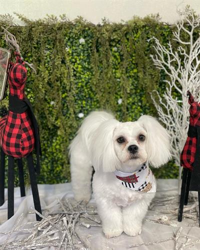 Gallery Image 3439102D-86D1-4111-8B2C-E5739B8EFD1A.jpg Gallery Image 3439102D-86D1-4111-8B2C-E5739B8EFD1A.jpg