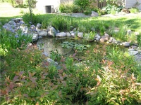 Rain Garden Pond
