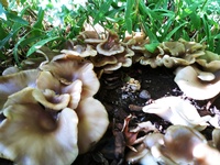 Eastwood Mushrooms