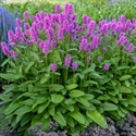 Picture of Stachys Hummelo