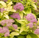 Picture of Little Spark Spirea