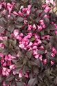 Picture of Coco Krunch Weigela