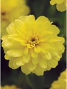 Picture of Double Yellow Zahara Zinnias (Annual)