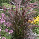 Picture of Pennisetum Purple Fountain Grass (Annual)